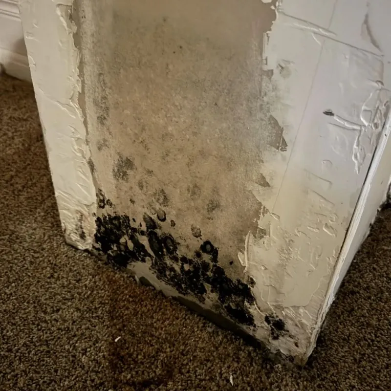 Professional Mold Removal in Midlothian, TX